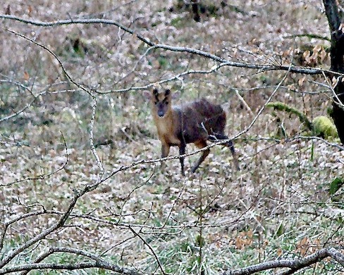 muntjac